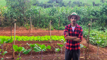 Farmer or worker with hat in lettuce plantation.の写真素材