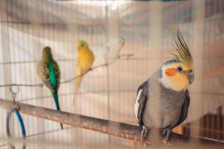 Cockatiel cub in cage.の写真素材