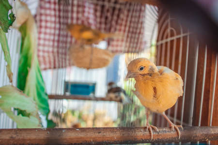 Cockatiel cub in cage.の写真素材