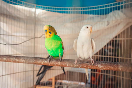 Cockatiel cub in cage.の写真素材