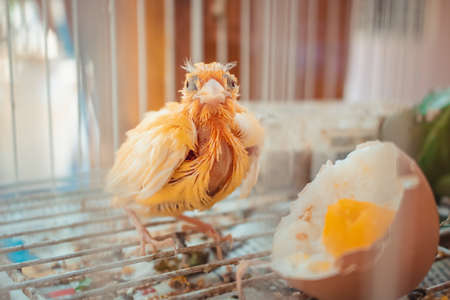 Cockatiel cub in cage.の写真素材
