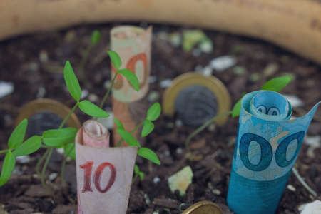Brazilian money buried in a vase with seedlings.の写真素材