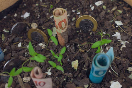 Brazilian money buried in a vase with seedlings.