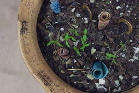 Brazilian money buried in a vase with seedlings.