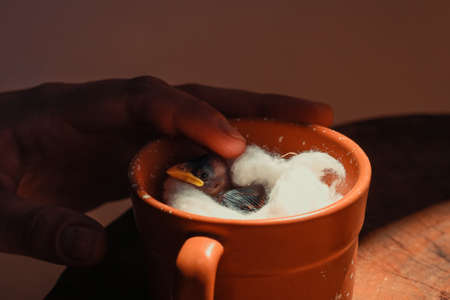 Baby bird alive inside the mug.の写真素材
