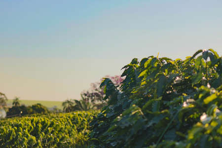 Coffee - Field of coffee plantation landscape.の写真素材