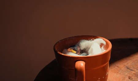 Baby bird alive inside the mug.の写真素材