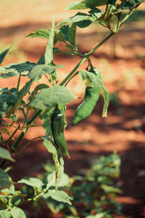 Pepper fruit plant on the farm.の写真素材