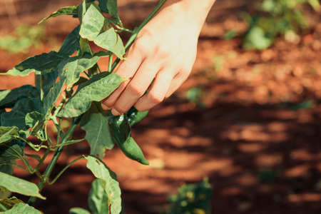Woman holding pepper plant on the farm.の写真素材