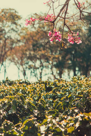 Spring on farm plantation flowers and coffee.