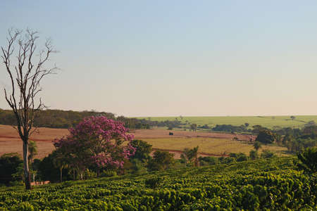 Coffee - Field of coffee plantation landscape.の写真素材