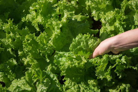 Farmer holding young lettuce plants growing on fertile soil with natural green and brown background.の写真素材