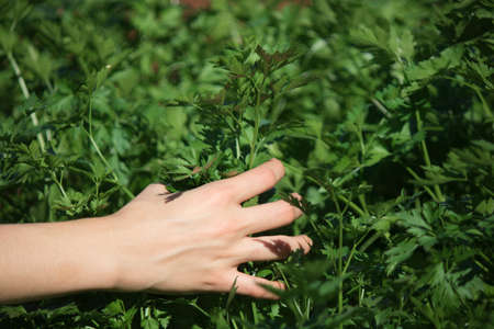 Farmer holding young parsley plants growing on fertile soil with natural green and brown background.の写真素材