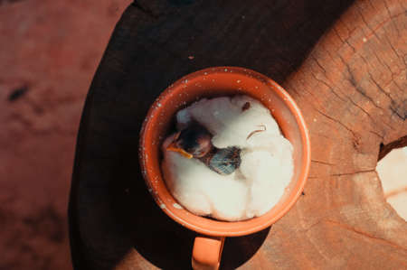 Baby bird alive inside the mug.