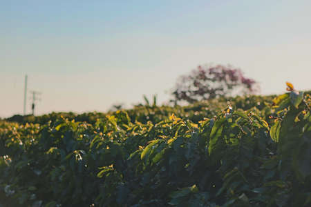 Coffee - Field of coffee plantation landscape.の写真素材