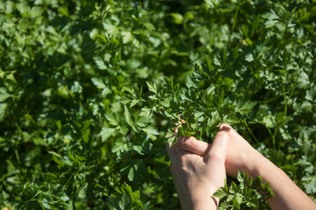 Farmer holding young parsley plants growing on fertile soil with natural green and brown background.の写真素材