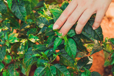 Woman holding pepper plant on the farm.