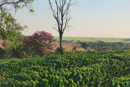 Coffee - Field of coffee plantation landscape.の写真素材