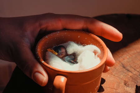 Baby bird alive inside the mug.の写真素材