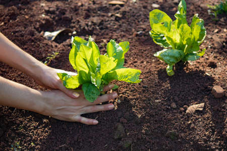Farmer holding endive plants growing on fertile soil with natural green and brown background. Growing plants. Plant seedlingの写真素材