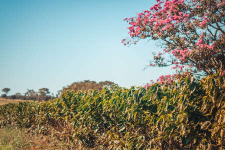 Spring on farm plantation flowers and coffee.の写真素材