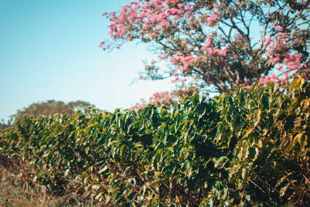 Spring on farm plantation flowers and coffee.の写真素材