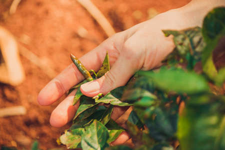 Woman holding pepper plant on the farm.の写真素材