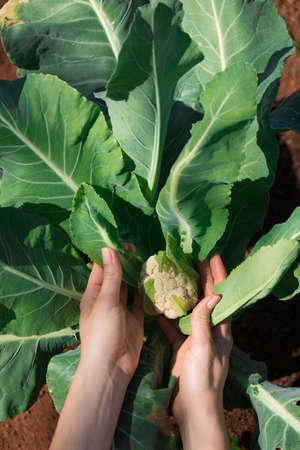 Farmer hand holding young cauliflower plants growing on fertile soil with natural green and brown background.の写真素材