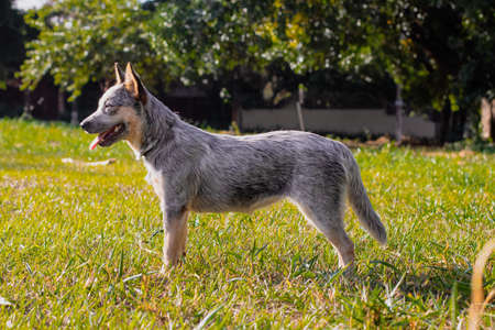 Rustic Heeler Kennel pupppy dog. Trainning dog in a parkの写真素材
