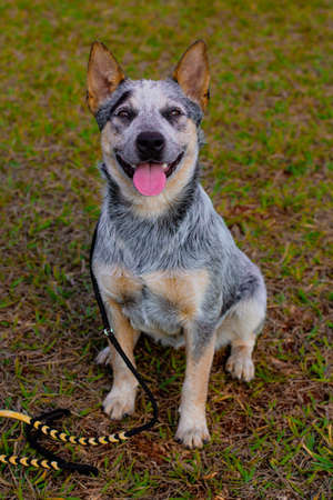 Rustic Heeler Kennel pupppy dog. Trainning dog in a parkの写真素材