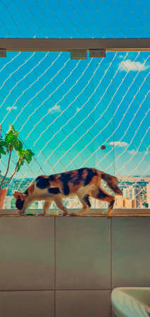 Cat Tricolor  at the window