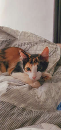 Cat on lap resting lying concept imageの写真素材