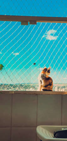 Cat Tricolor  at the windowの写真素材