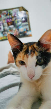 Cat on lap resting lying concept imageの写真素材