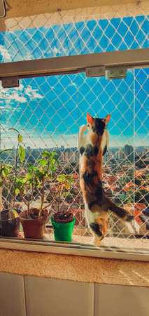 Cat Tricolor  at the windowの写真素材