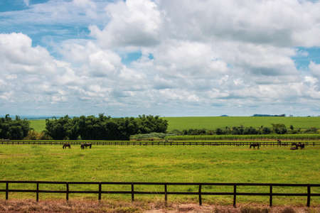 Horses grazing on the farm on a cloudy sunny day in americaの写真素材
