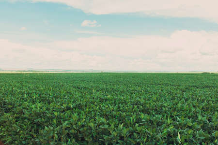 Large soy plantation farm in a sunny cloudy day in Brazilの写真素材