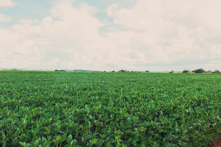 Large soy plantation farm in a sunny cloudy day in Brazilの写真素材