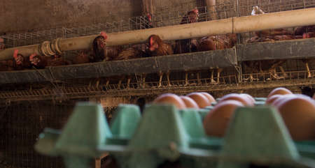 Eggs chicken farm in Brazil. Farmâ€™s animal concpet image.