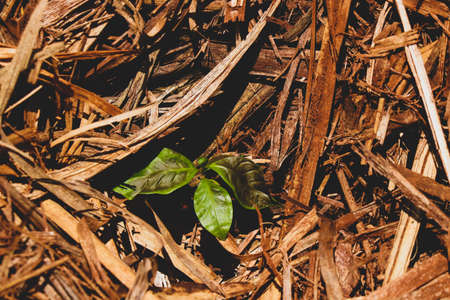 Focus on coffee leafs seed in ground. Farme of coffee industry