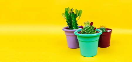 Succulents or cactus on yellow background.