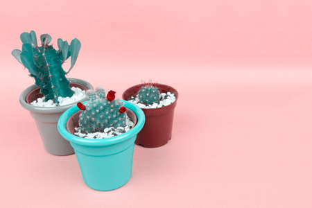 Cactus on pink background.の写真素材