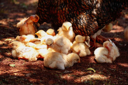 Chickens in the farm. Farmâs animals concept image.の写真素材