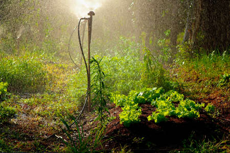 Vegetable garden irrigation - Farm of lettuce and beetroot in brazil