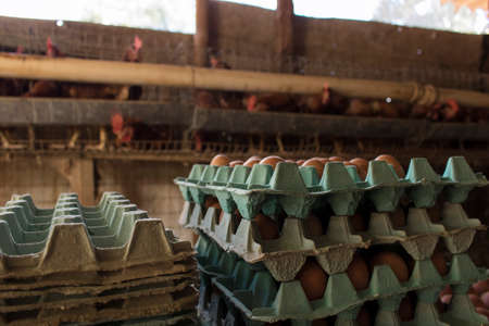 Egg in the farm. Farmâ€™s animal concept image.