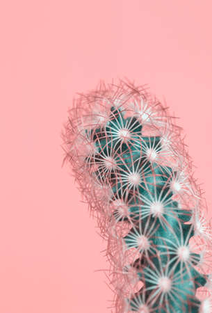 Cactus on pink background. Creative design. Minimal  art gallery. Fresh colors pastel trend.の写真素材