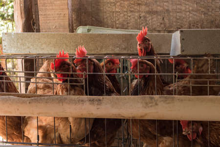 Chicken in the farm. Farmâ€™s animal concept image.