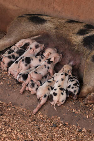 Pig feeding baby pigs. Farmâ€™s animal concept image.