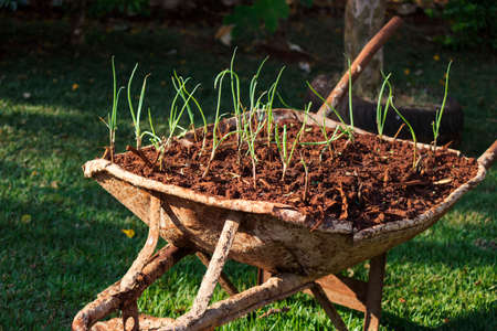 Home made vegetable garden concept image. Self-made parsley vegetables ensure no toxins.