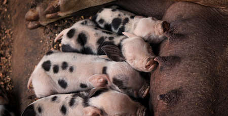 Pig feeding baby pigs. Farmâs animal concept image.の写真素材